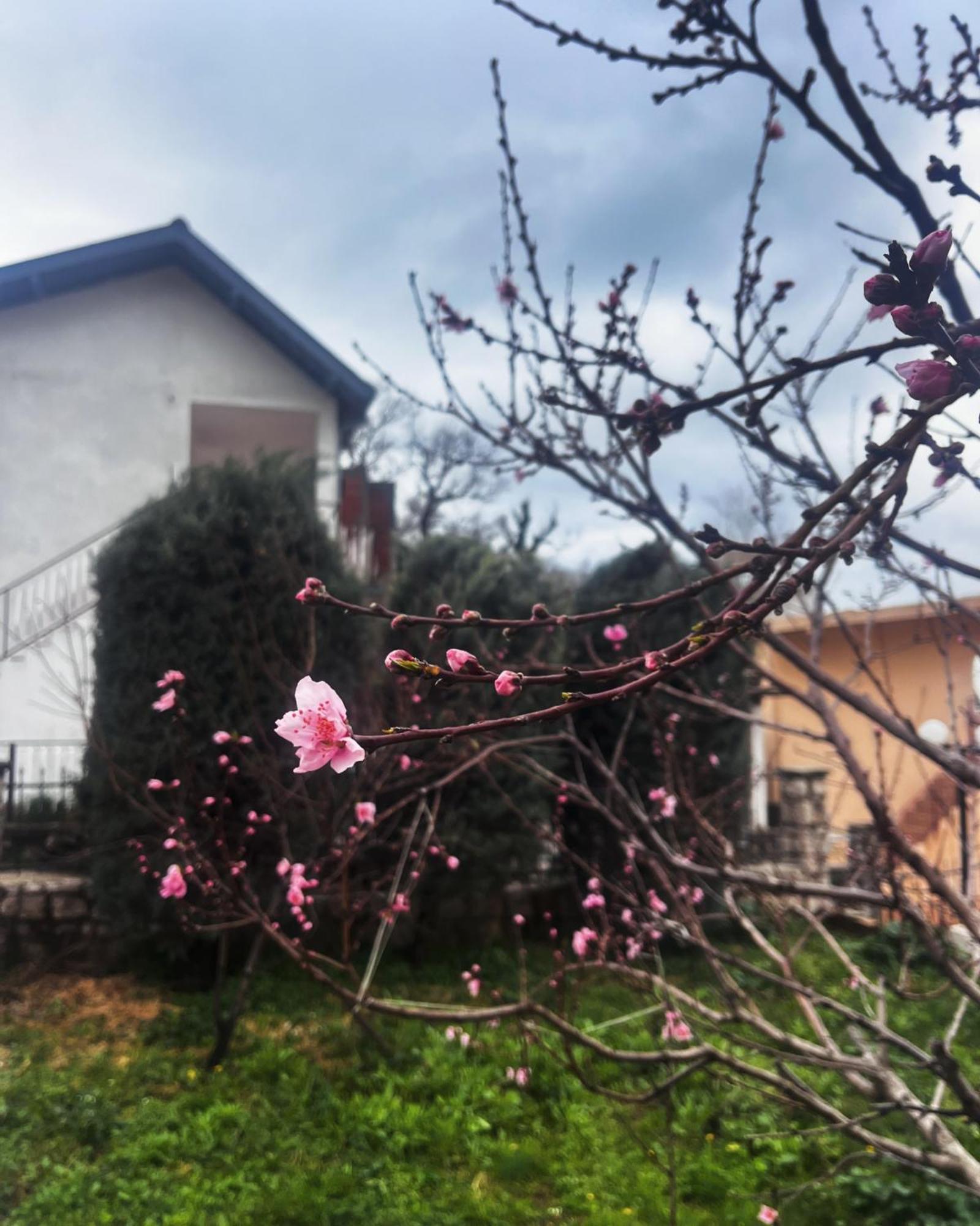 Apartments In Villa Viktoria Сутоморе Екстериор снимка